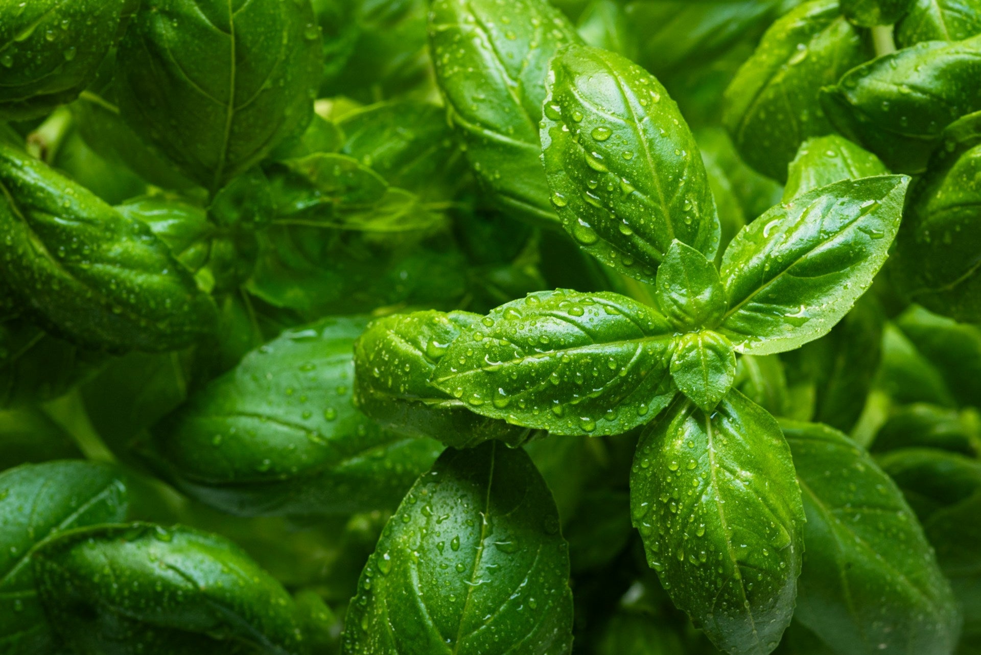 Basil Vs. Thai Basil In The Fridge | Fridge.com