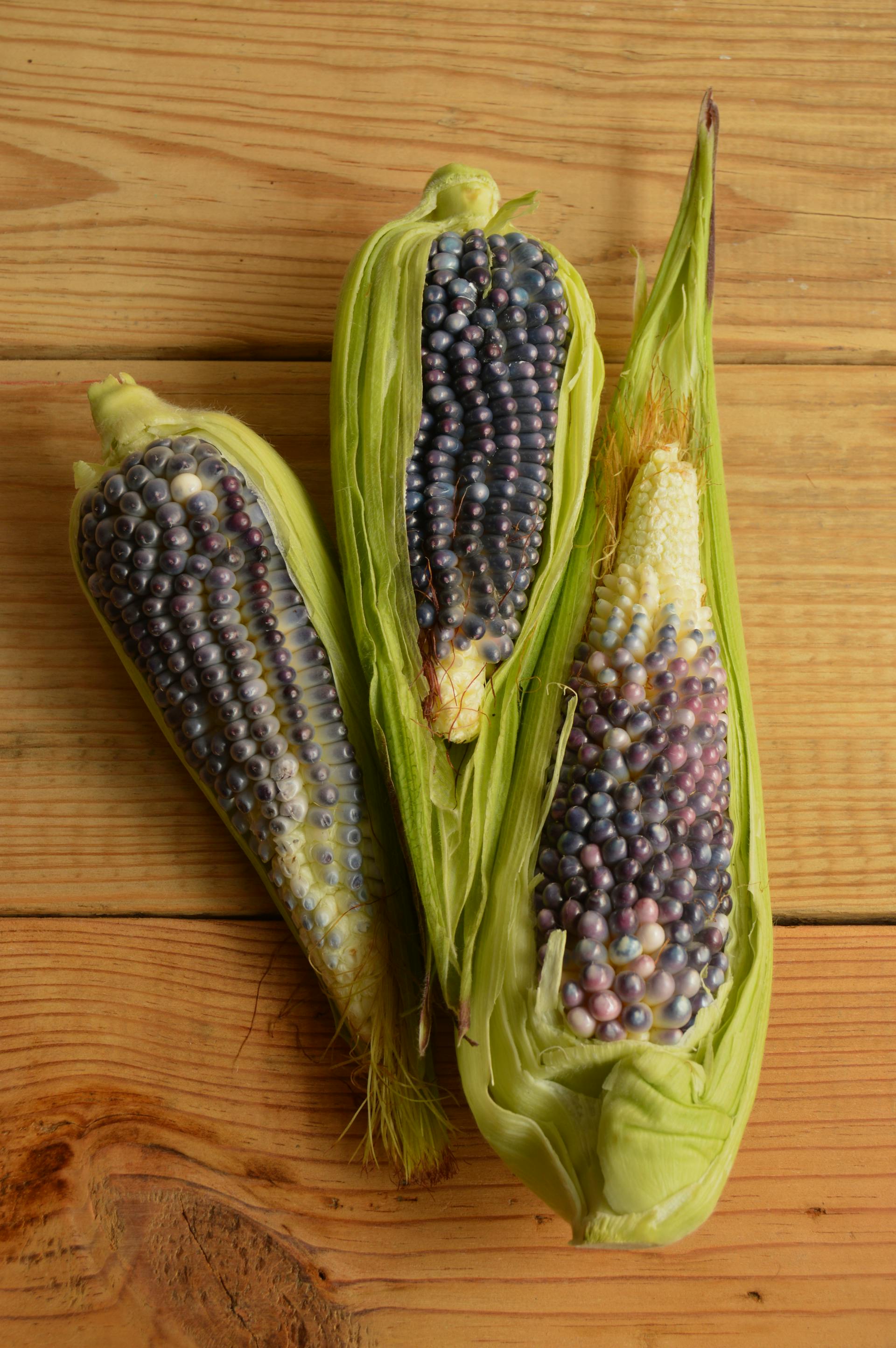 How Long Can Purple Corn Last In The Fridge? | Fridge.com