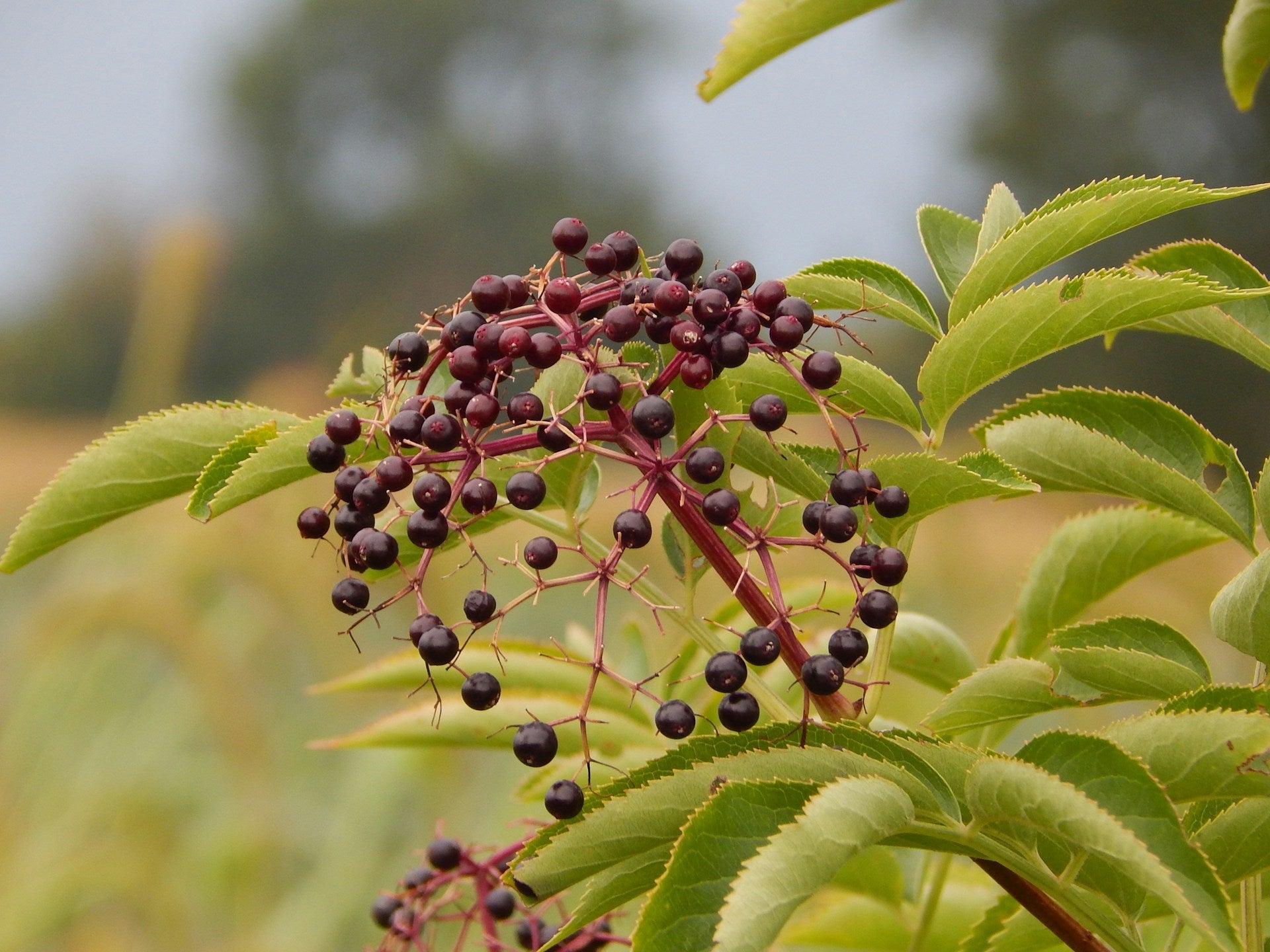 How Long Do Elderberries Last In The Fridge? | Fridge.com