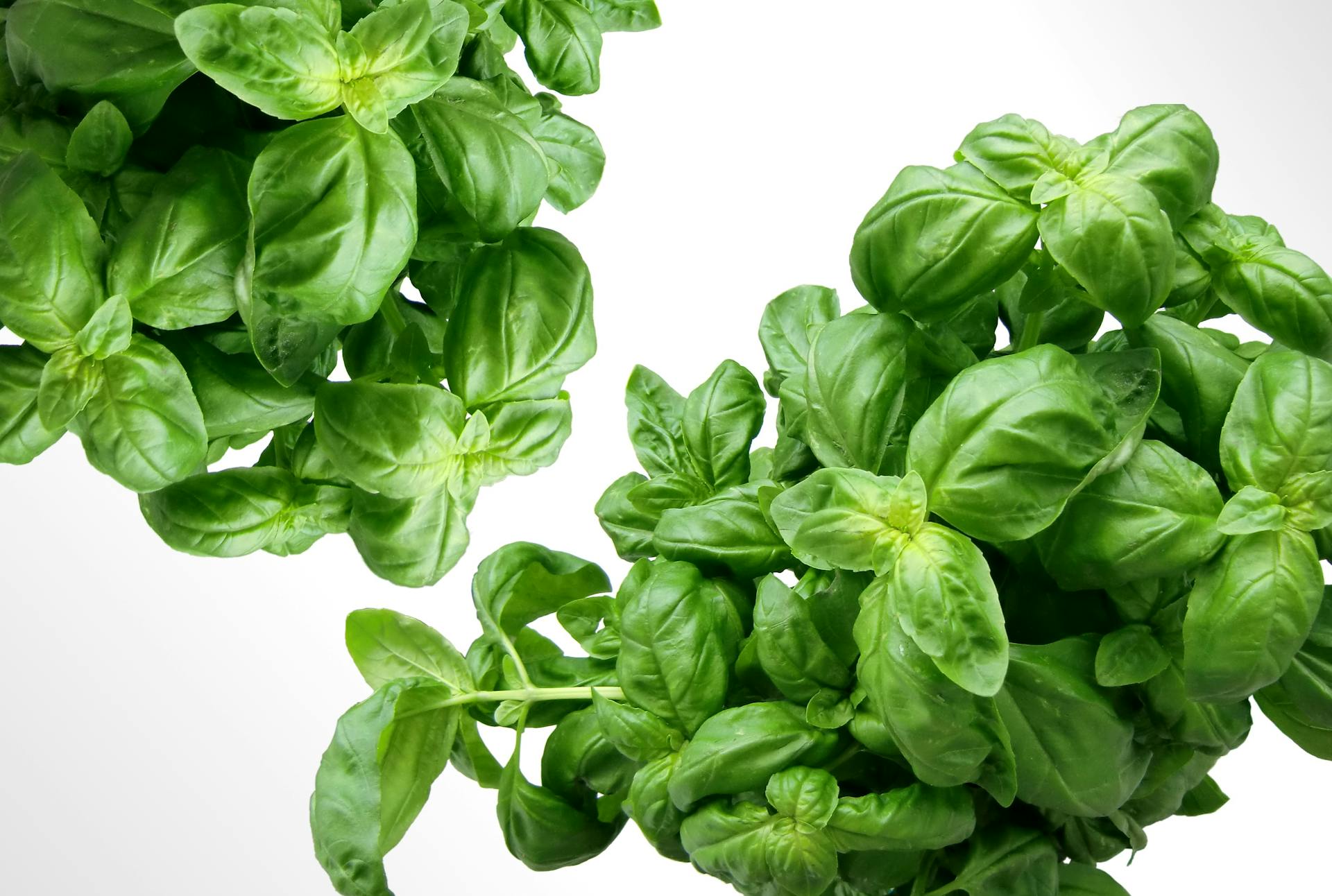 How Long Does Basil Last In The Fridge? | Fridge.com