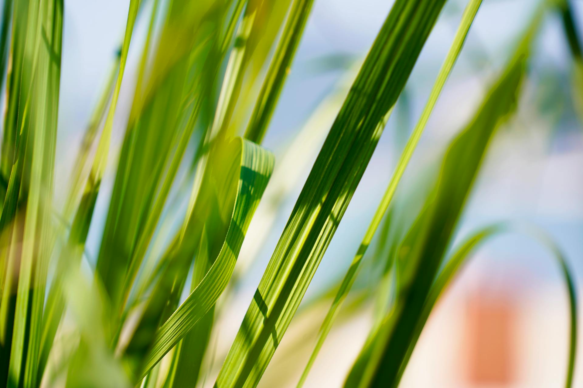 How Long Does Lemongrass Last In The Fridge | Fridge.com