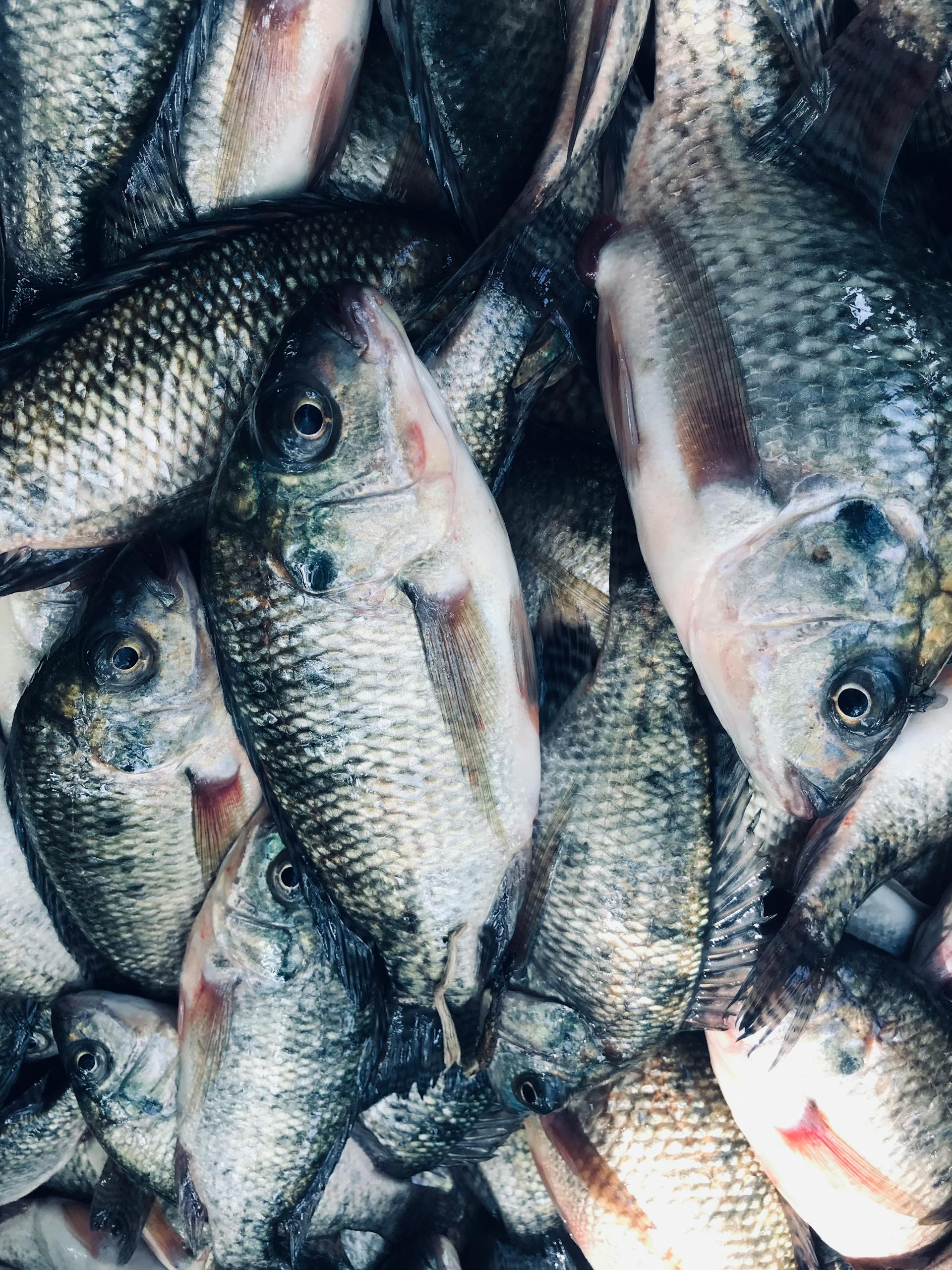 How Long Is Tilapia Good In The Fridge? | Fridge.com