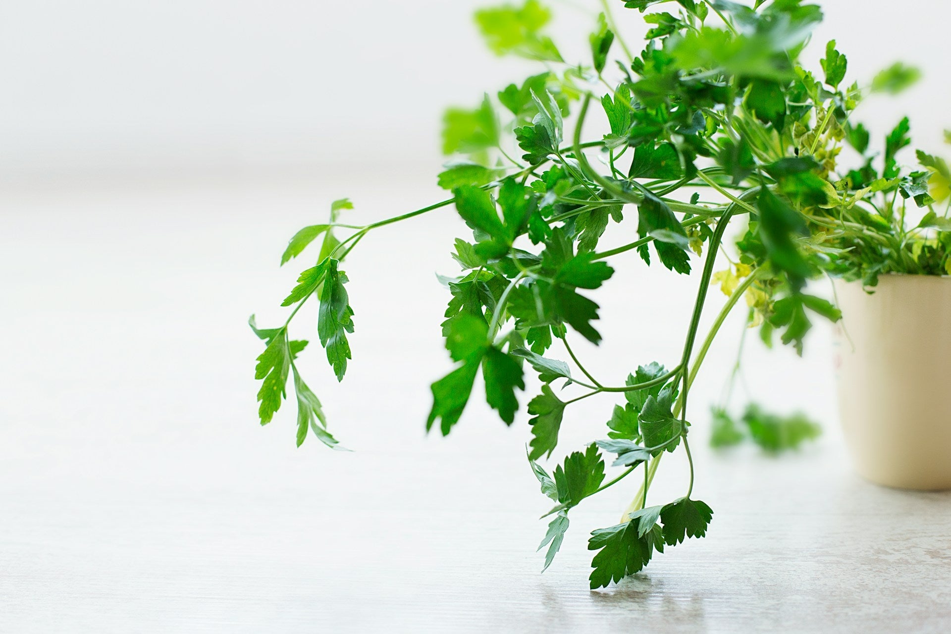 How To Store Cilantro In The Freezer | Fridge.com