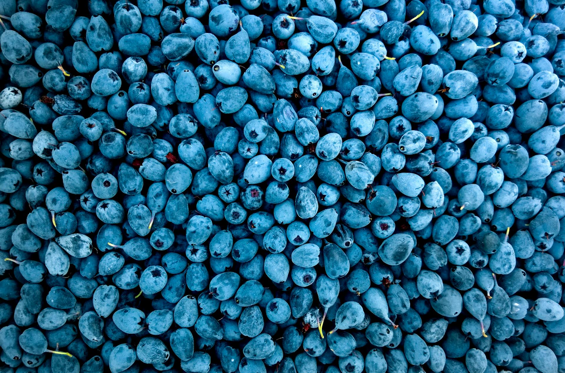 How To Store Fresh Blueberries In The Refrigerator | Fridge.com